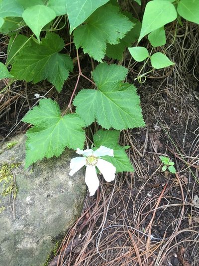 Rubus trilobus, photographed by Neptalí Ramírez Marcial