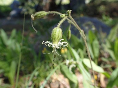 Silene lemmonii, photographed by Scott Yarger