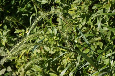 Elymus riparius, photographed by Henggang Cui