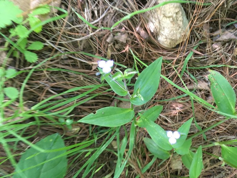 Tradescantia commelinoides, photographed by Neptalí Ramírez Marcial