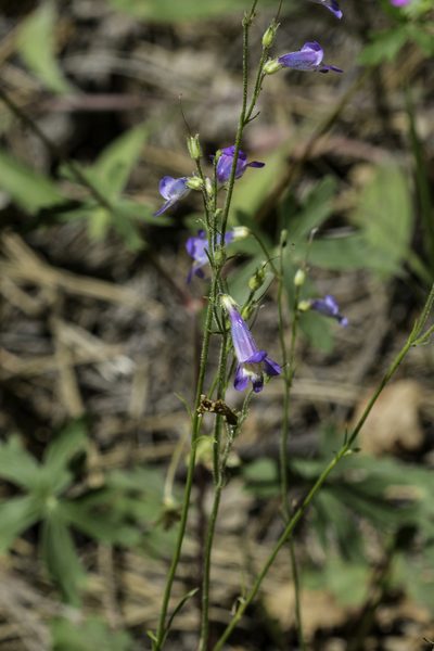 Penstemon griffinii, photographed by Craig Martin