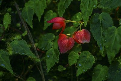 Begonia maurandiae, photographed by Daniel Mesa