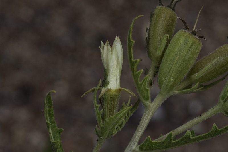 Mentzelia rusbyi, photographed by Craig Martin