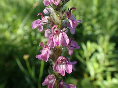 Pedicularis attollens, photographed by Scott Yarger