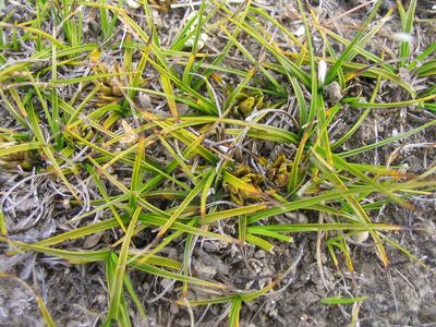 Carex resectans, photographed by John Barkla