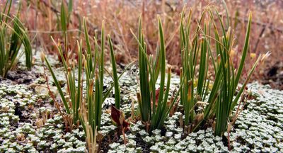 Carex decurtata, photographed by John Barkla