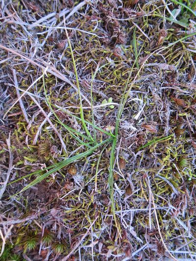 Carex resectans, photographed by Alice Shanks