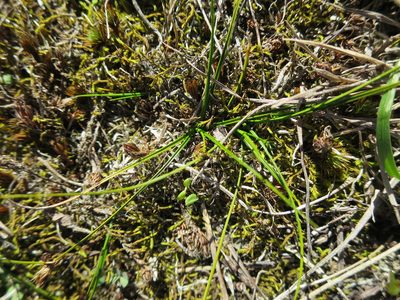 Carex resectans, photographed by Alice Shanks
