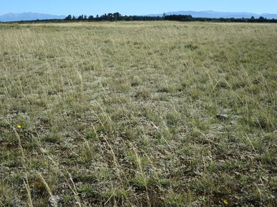 Carex resectans, photographed by Alice Shanks