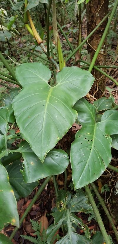 Philodendron barrosoanum, photographed by Monica Ventrice