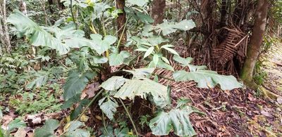 Philodendron barrosoanum, photographed by Monica Ventrice