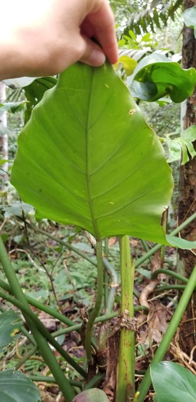 Philodendron barrosoanum, photographed by Monica Ventrice