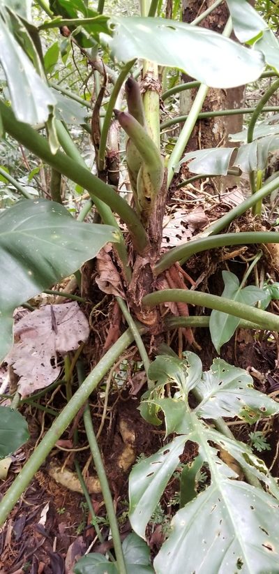 Philodendron barrosoanum, photographed by Monica Ventrice