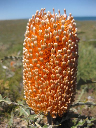 Banksia ashbyi, photographed by Andrew Thornhill