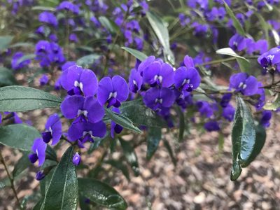 Hovea elliptica, photographed by Ann Bentley