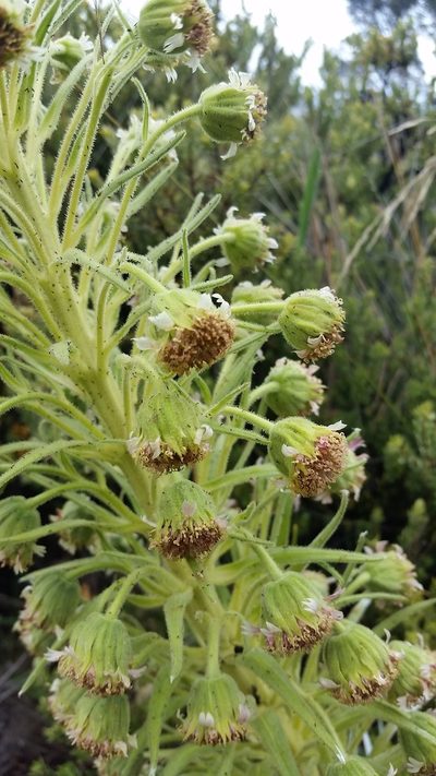 Argyroxiphium kauense, photographed by cwarneke