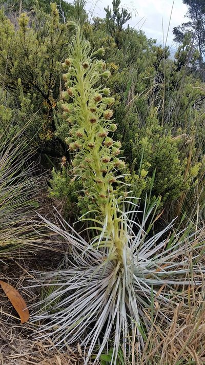 Argyroxiphium kauense, photographed by cwarneke