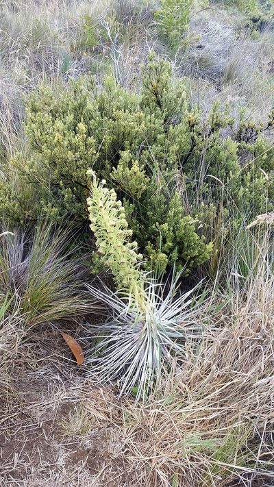 Argyroxiphium kauense, photographed by cwarneke