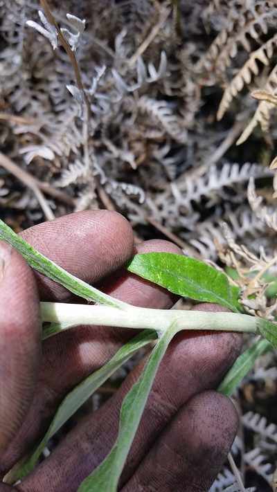 Pseudognaphalium attenuatum, photographed by cwarneke