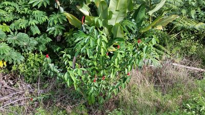 Costus woodsonii, photographed by cwarneke