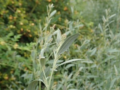 Atriplex oblongifolia, photographed by Alexis Tinker-Tsavalas