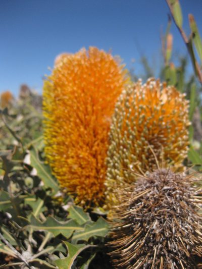 Banksia ashbyi, photographed by Andrew Thornhill
