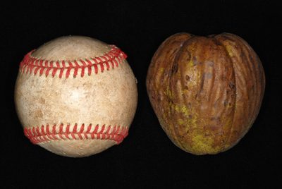 Carya laciniosa, photographed by Douglas Goldman