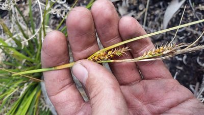 Carex wahuensis, photographed by cwarneke