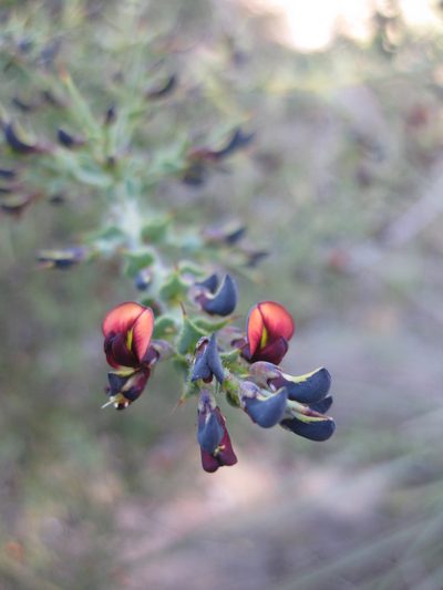 Daviesia arenaria, photographed by Andrew Thornhill