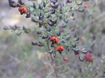 Daviesia arenaria, photographed by Andrew Thornhill