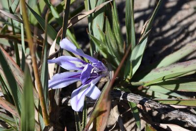 Babiana sambucina, photographed by Andrew Gillespie