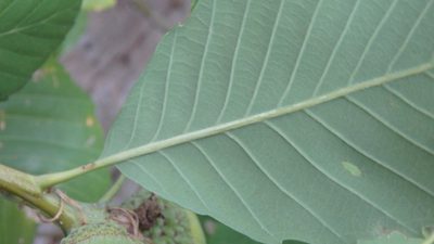 Quercus sadleriana, photographed by marek