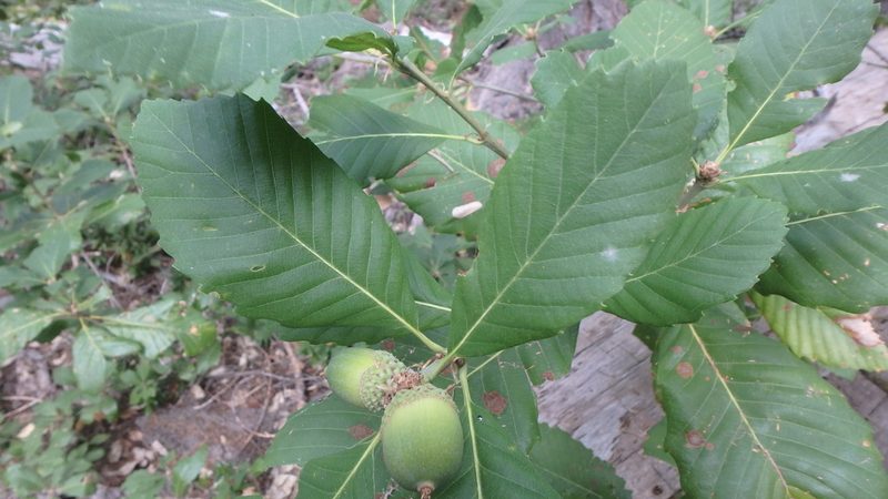 Quercus sadleriana, photographed by marek