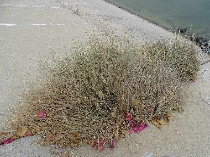 Sporobolus spicatus, photographed by Jacky Judas