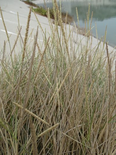 Sporobolus spicatus, photographed by Jacky Judas