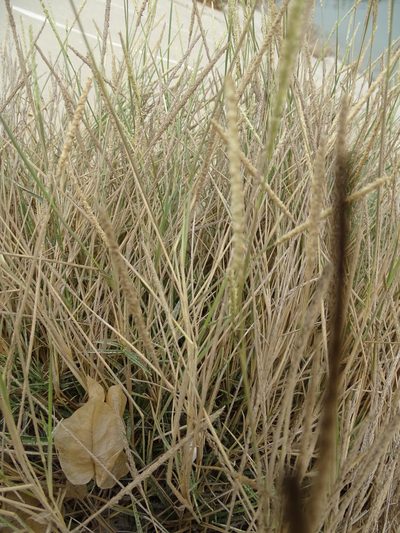 Sporobolus spicatus, photographed by Jacky Judas