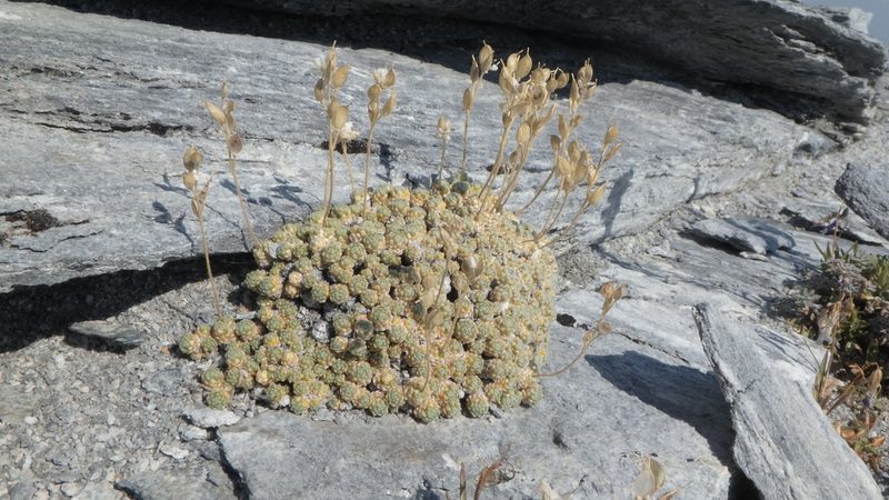 Draba pterosperma, photographed by marek