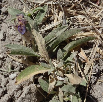Aptosimum decumbens, photographed by Wilderness Safaris Botswana - Conservation Team