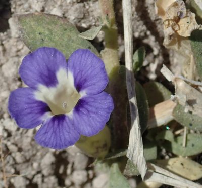 Aptosimum decumbens, photographed by Wilderness Safaris Botswana - Conservation Team