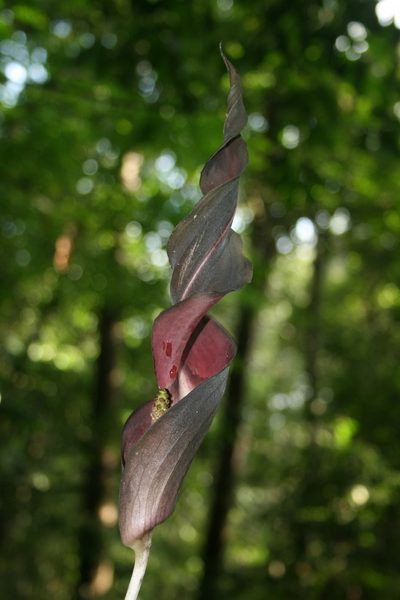 Anaphyllum wightii, photographed by P Jeganathan