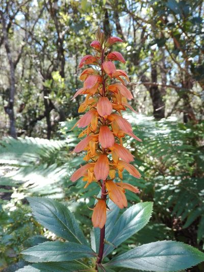 Digitalis canariensis, photographed by Marc Fradera-Soler