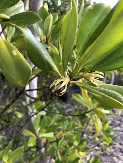Bruguiera exaristata, photographed by elawrey