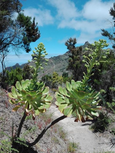 Aeonium urbicum, photographed by Marc Fradera-Soler