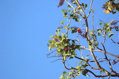 Erythrina vespertilio, photographed by Richard Fuller