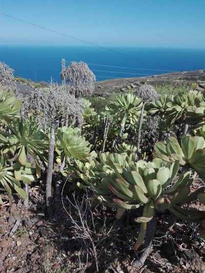 Aeonium urbicum, photographed by Marc Fradera-Soler
