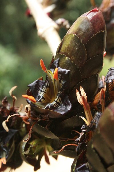 Strobilanthes lurida, photographed by P Jeganathan