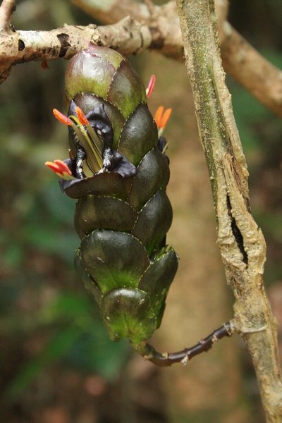 Strobilanthes lurida, photographed by P Jeganathan