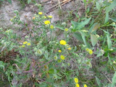 Pulicaria vulgaris, photographed by Grzegorz Grzejszczak