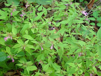 Melampyrum laxum, photographed by Yoshihiro Tokue