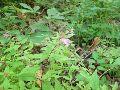 Melampyrum laxum, photographed by Yoshihiro Tokue